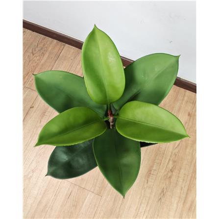 CL FICUS ELASTICA TREE 73CM GP620