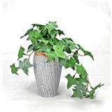 CL SWEET POTATO LEAVES POTTED PLANT GP542