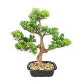 CL BONSAI CYPRESS POTTED 45CM GP551