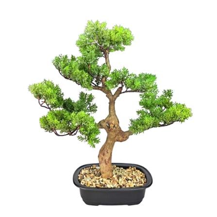 CL BONSAI CYPRESS POTTED 45CM GP551